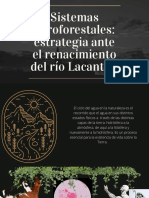 Sistemas Agroforestales Estrategia Ante El Renacimiento Del Lacantún