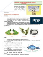 D2 A3 FICHA CT. Conocemos Los Animales Vertebrados de Nuestra Comunidad.