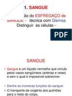 Componentes do sangue e leucócitos