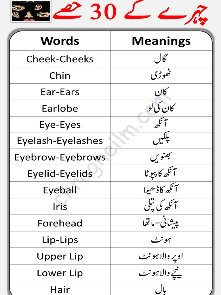 Parts of Face PDF | PDF