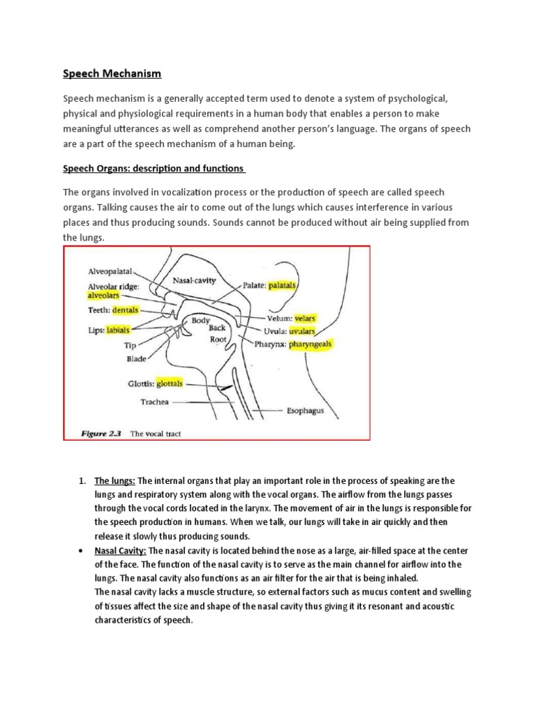 Speech Mechanism - Organs of Speech | PDF