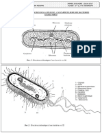 3 Support Cas Particuliers Des Bacteries Et Des Virus