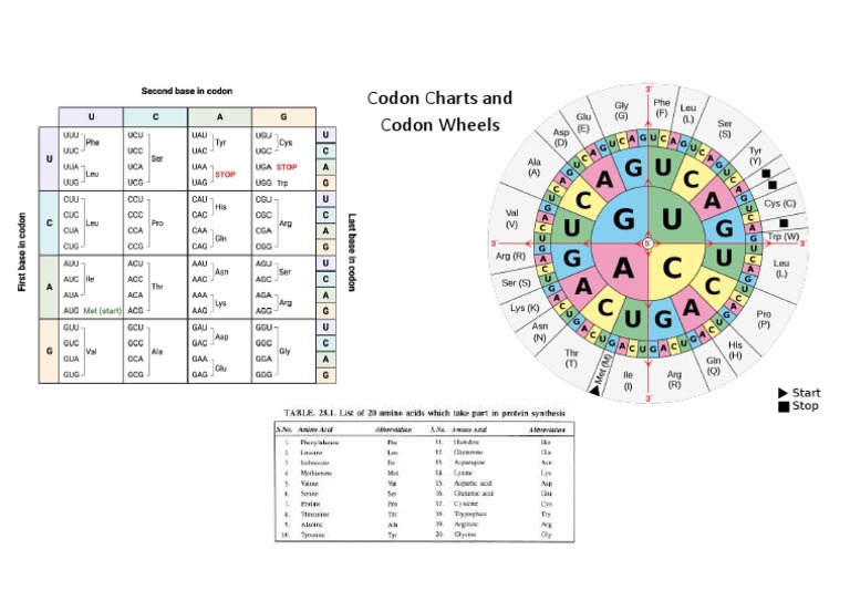 Codon Chart and Wheel PDF