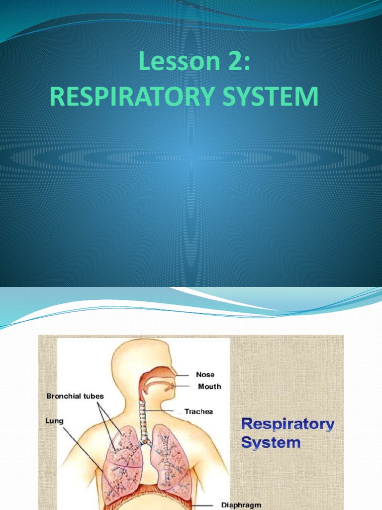 Lesson 2 - Respiratory System | PDF
