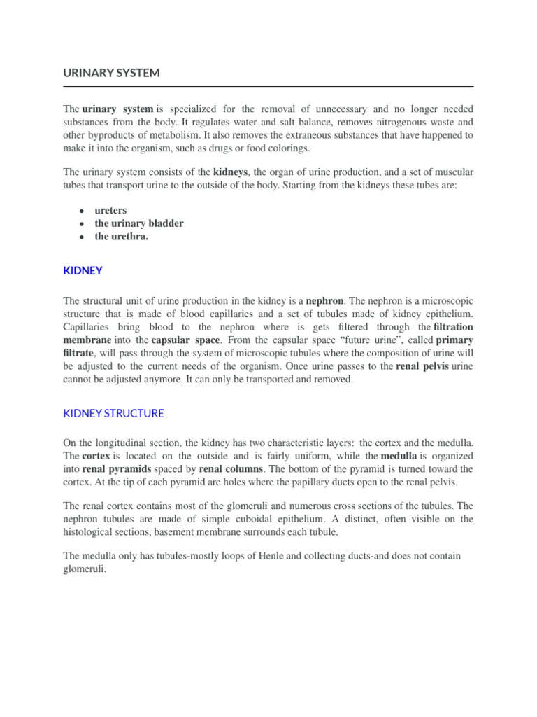 Overview of the Urinary System | PDF | Kidney | Urinary System