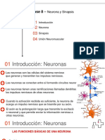 Neurona, Sinapsis, Unión Neuromuscular