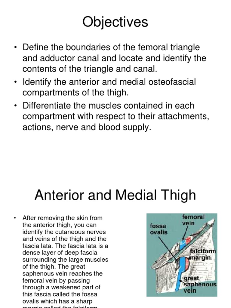 Thigh | PDF | Human Leg | Human Anatomy