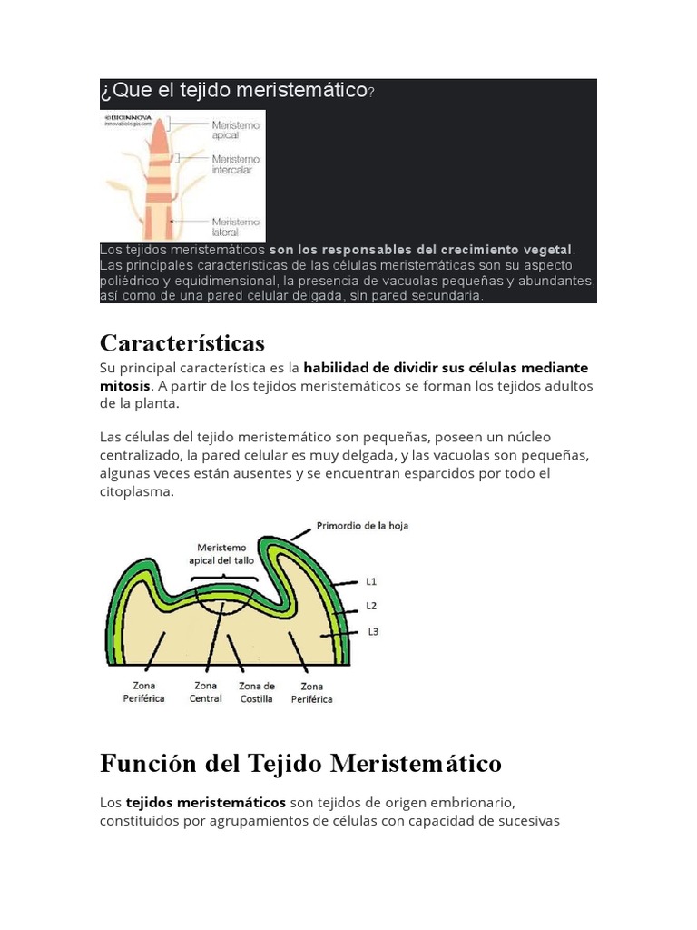 Que El Tejido Meristemático | PDF | Eucariotas | Plantas