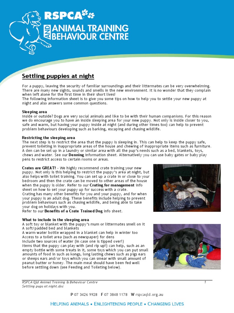 Settling Pups at Night 11 v2 13991 PDF Domesticated Animals Dogs