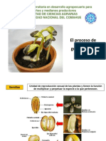 Presentación Diapositivas Germinación