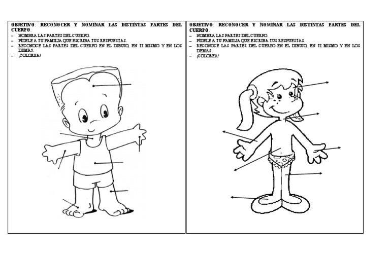 Partes Del Cuerpo | PDF