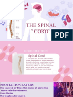 Spinal Cord by Kainat