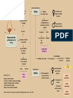 Mapa Mental Anato