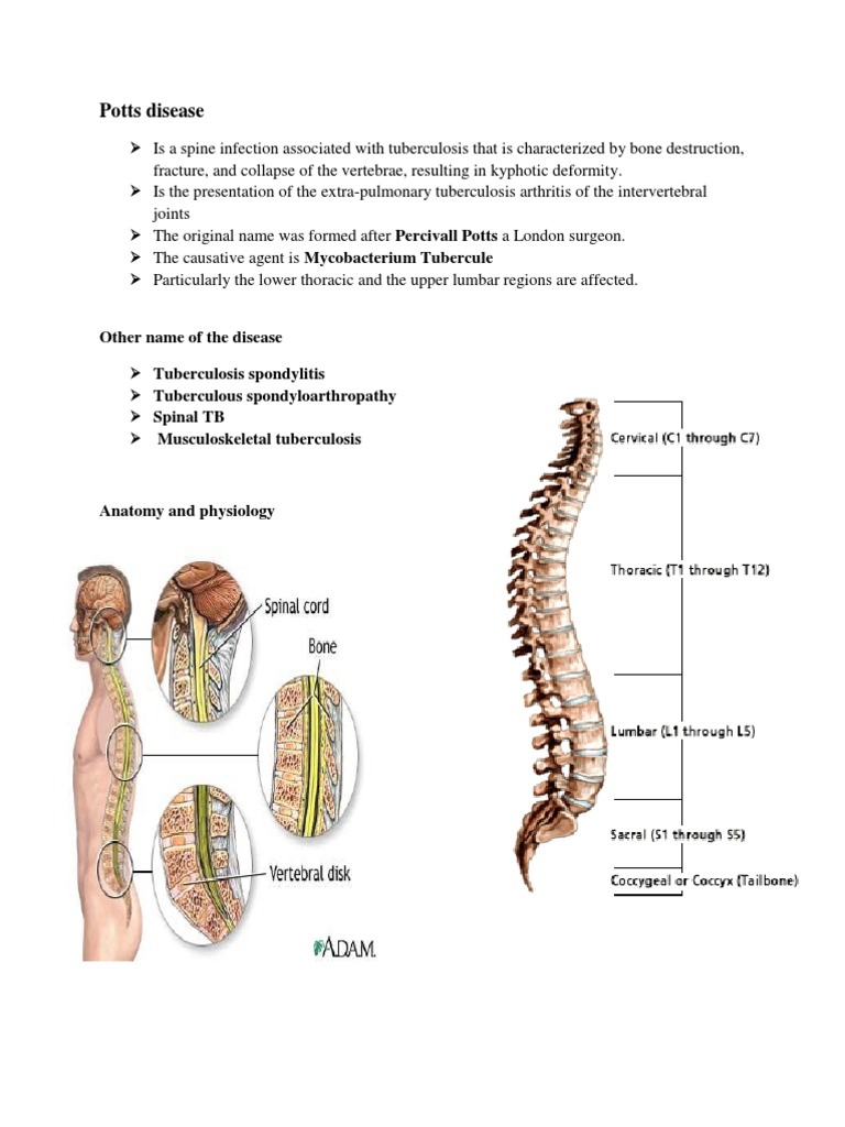 Understanding Pott's Disease Pathophysiology | PDF | Social Science ...