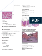 Histopatologia Do Epitelio Oral