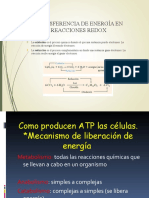 Cómo Producen ATP Las Células3