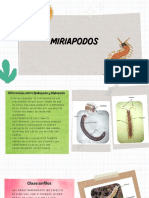 Miriapodos (Quilopoda, Diplopoda, Symphyla y Pauropoda)