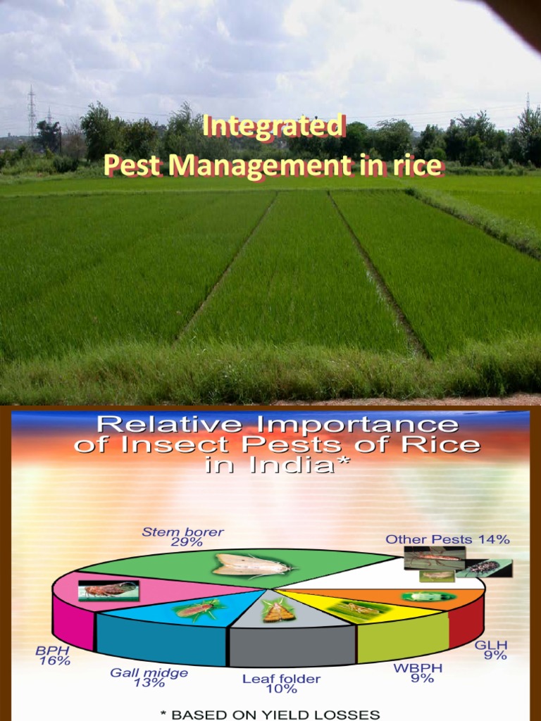 Rice (Ipm) | PDF | Science & Mathematics | Technology & Engineering