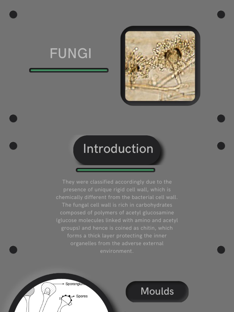 Overview of Fungi and Mycoses | PDF | Fungus | Candidiasis