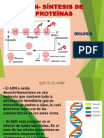 ADN y sintesis de proteinas