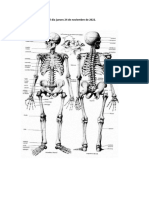 Esquema sistema muscular y esquelético