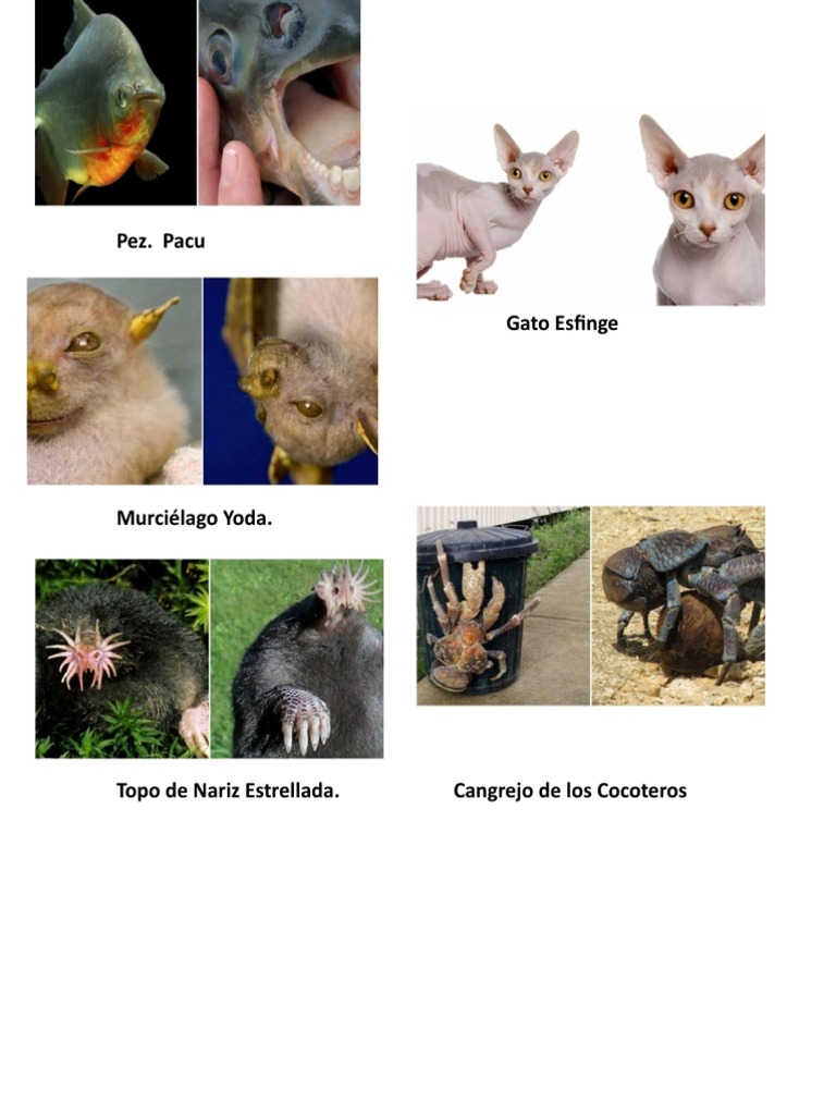 Animales Inusuales y Exóticos | PDF