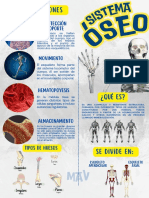 Infografía Del Sistema Óseo - MAV