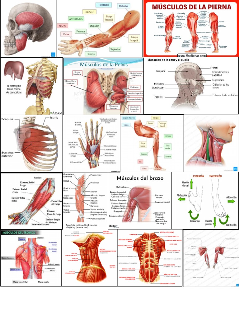 imprimir-musculos-pdf
