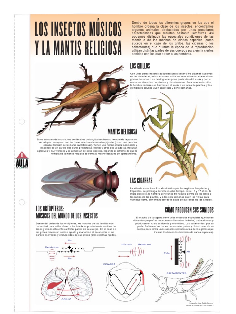 La Mantis Religiosa | PDF | Insectos | Organismos