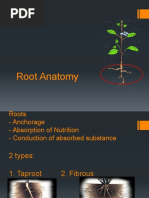 Internal Root Structure | PDF | Root | Tissue (Biology)