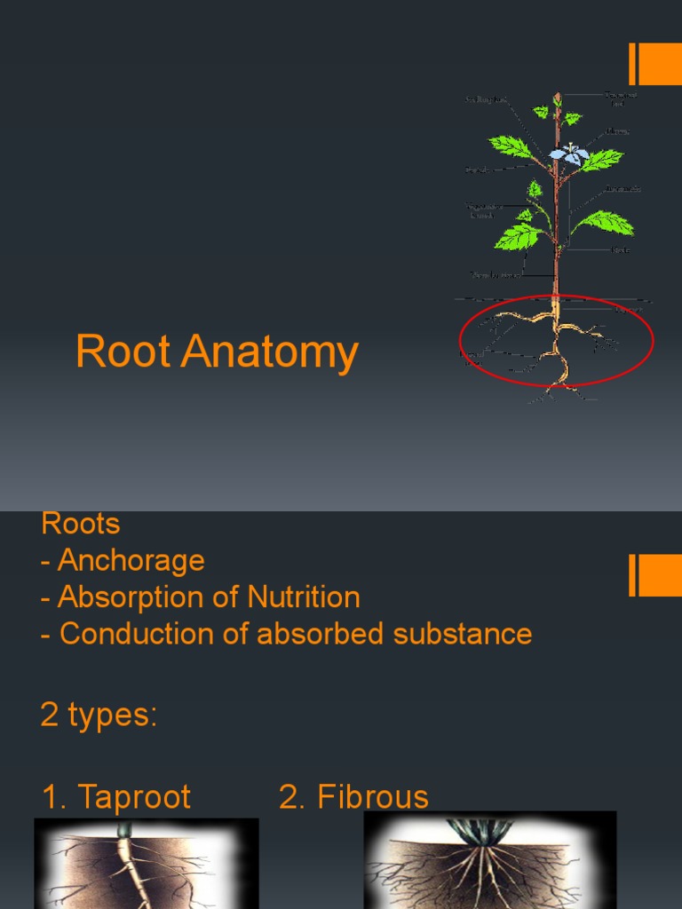 2 Midterm 1 | PDF | Tissue (Biology) | Root