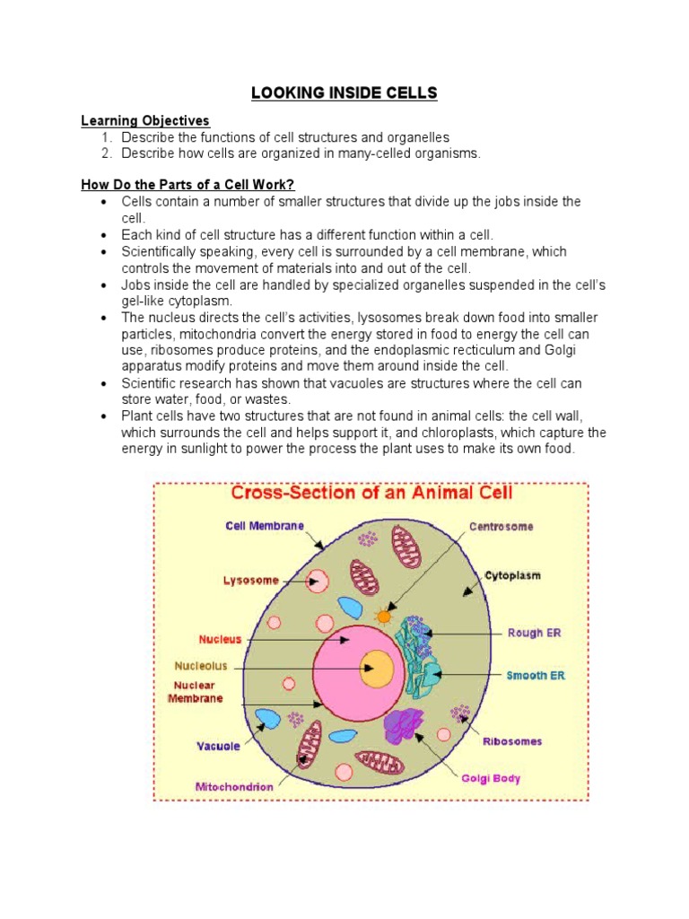 Cell Structures & Functions Guide | PDF | Self-Improvement | Wellness
