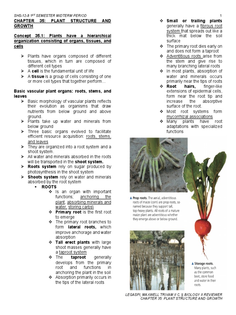 PLANT STRUCTURE AND GROWTH REVIEWER PDF