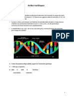 ADN. Structure