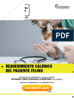 Requerimiento Calórico Del Paciente Felino