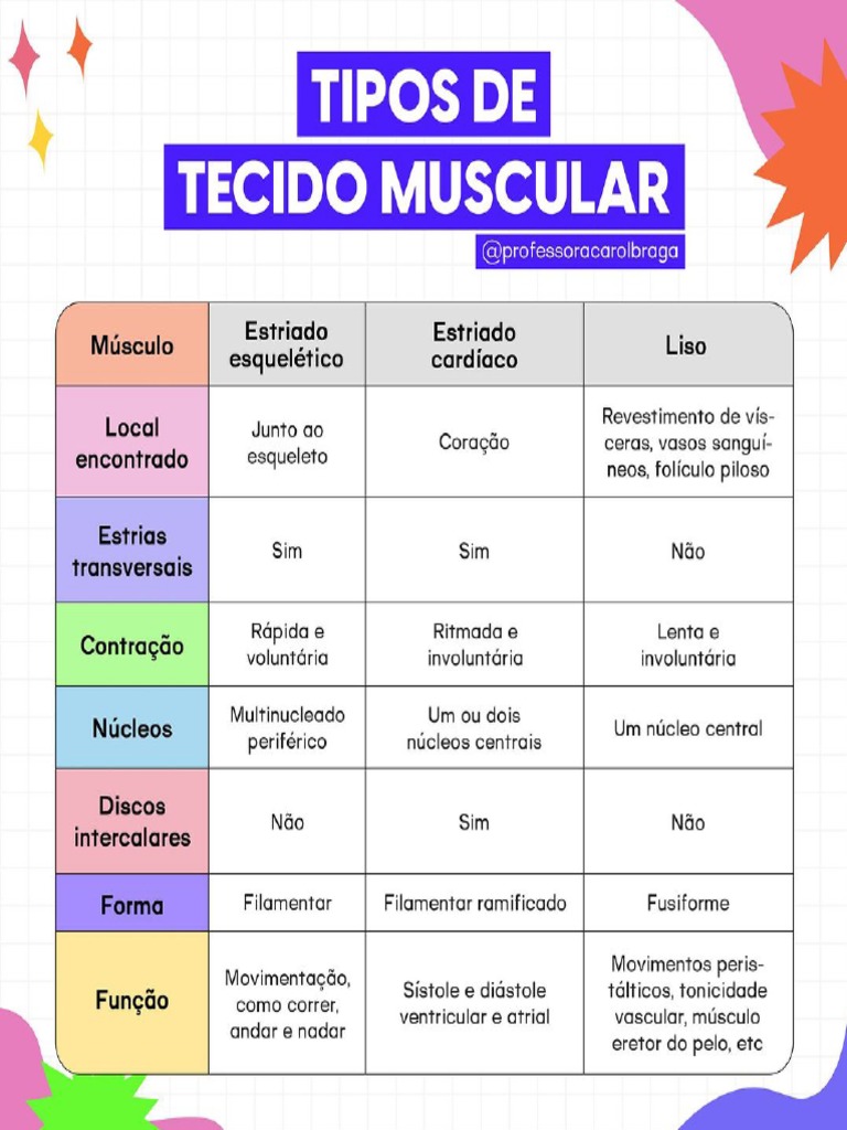 #148 - Tipos de Tecido Muscular | PDF