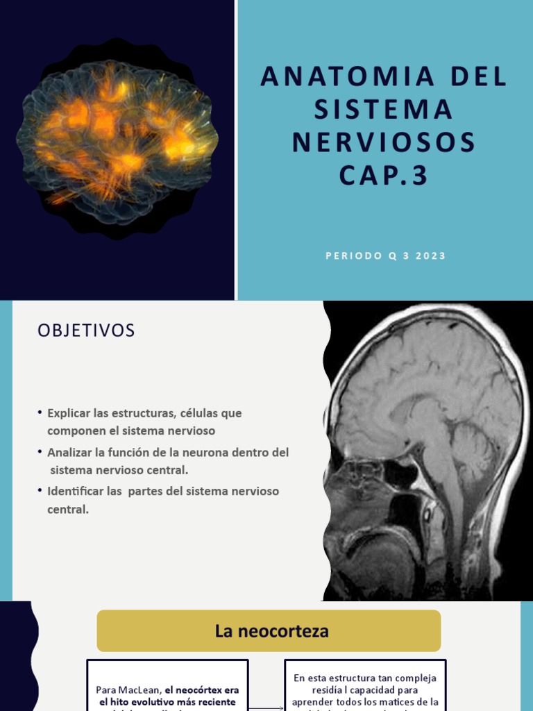 Clase Capitulo 3 Anatomia Del Sistema Nervioso | PDF | Cerebro ...