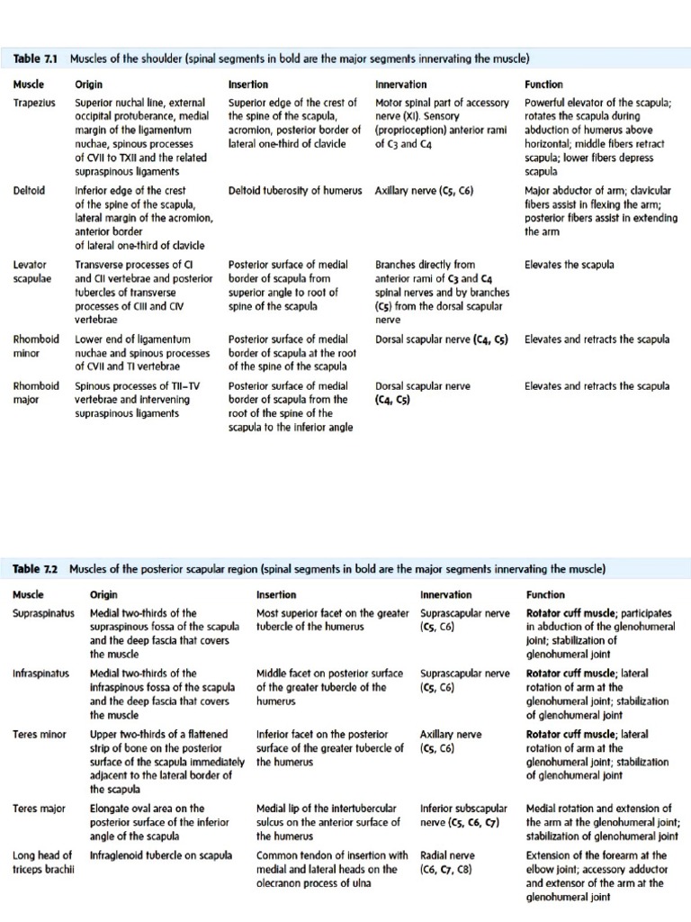 Upper Limb Muscle | PDF