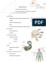Sistema Nervoso 1