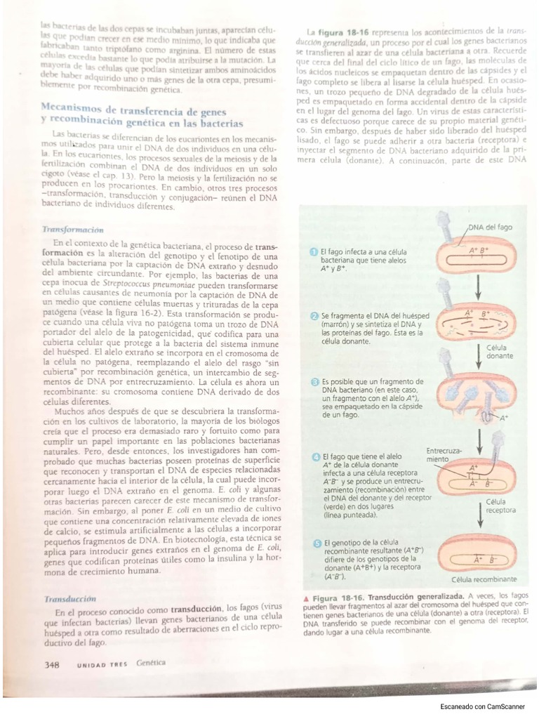 Mecanismos de Transferencia PDF