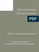Exposicion Espermatogénesis