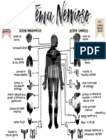 Sistema Nervioso
