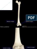BL M1 S20 Knee and Distal Lower Limb 20-21