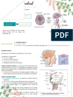 Vascularidad Cerebral