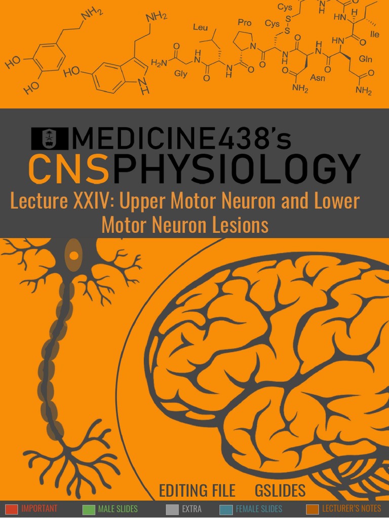 Upper and Lower Motor Neuron Lesions | PDF