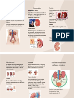 Enfermedades Del Sistema Excretor (Triptico)