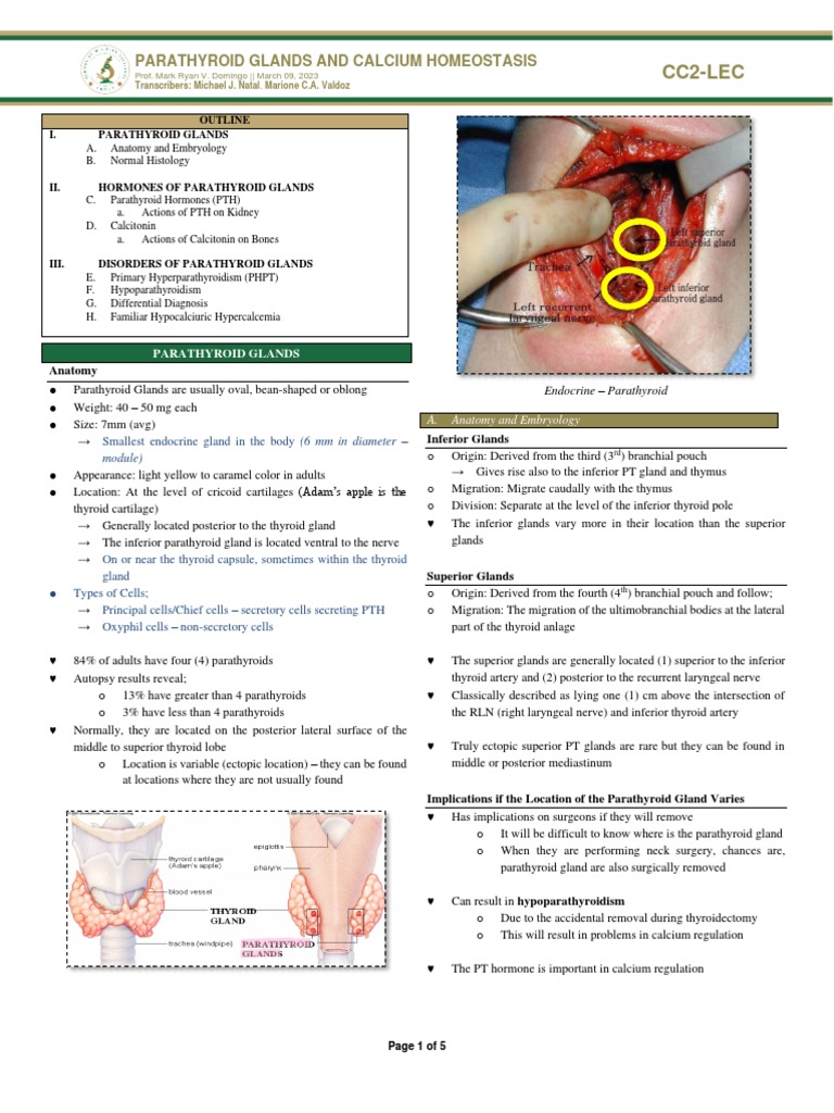 Parathyroid Glands and Calcium Regulation | PDF | Parathyroid Gland ...