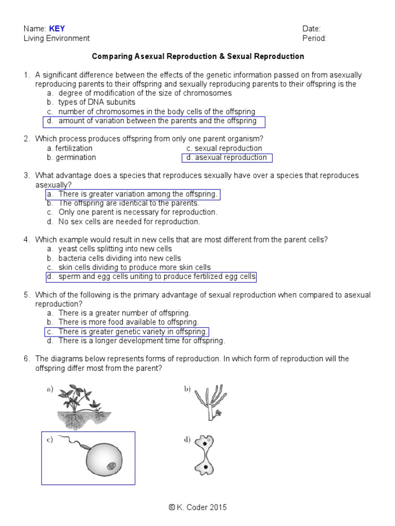 WS Comparing Asexual and Sexual Reproduction KEY | PDF | Reproduction