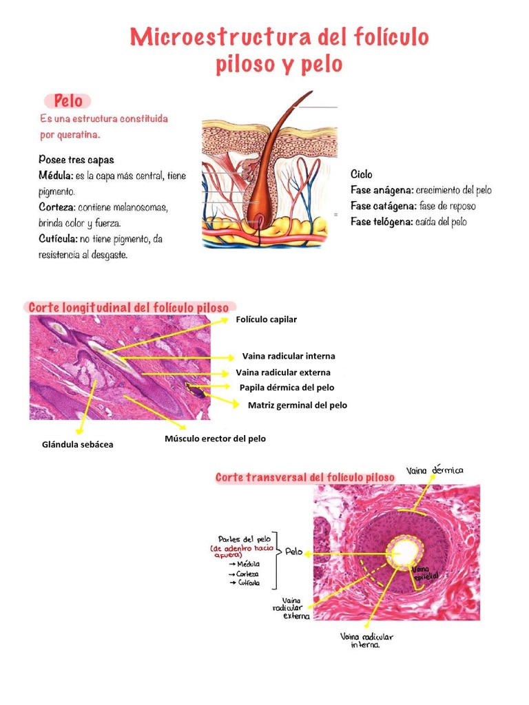 Estructura y anatomía del folículo piloso | PDF | Salud y bienestar