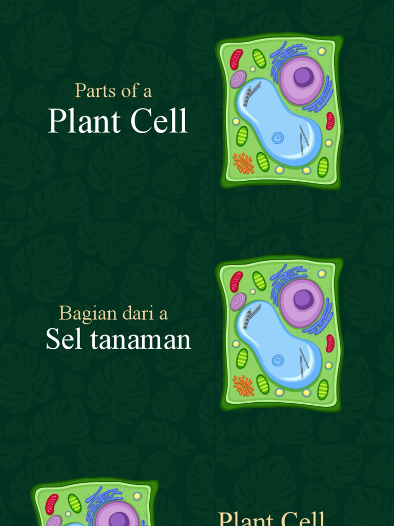 Sel Tumbuhan | PDF